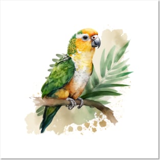 A nice white bellied caique Posters and Art